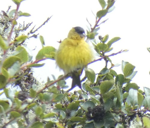 Andean Siskin (Spinus spinescens), photo 8