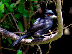Knipolegus cyanirostris