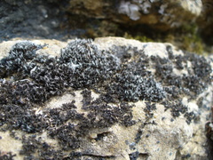 Grimmia muehlenbeckii