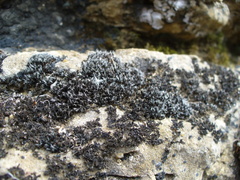 Grimmia muehlenbeckii