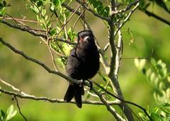 Knipolegus cyanirostris
