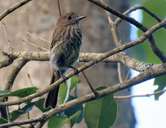 Knipolegus cyanirostris