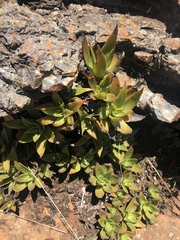 Crassula alba pallida