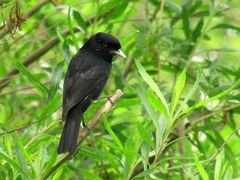 Knipolegus cyanirostris
