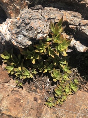 Crassula alba pallida