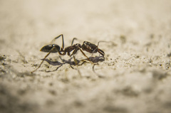 Odontomachus simillimus