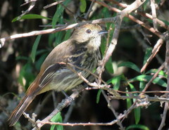 Knipolegus cyanirostris