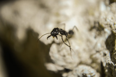 Odontomachus simillimus