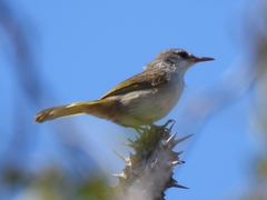 Thamnornis photo 4