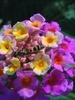 Zethus histrionicus - Photo no rights reserved, uploaded by Matt Schultz