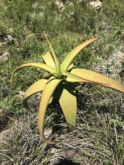 Aloe alooides