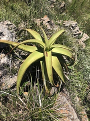 Aloe alooides