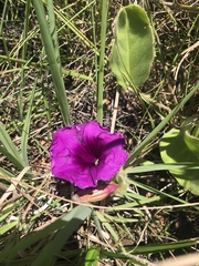 Ipomoea ommanneyi
