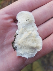 Poronidulus conchifer image