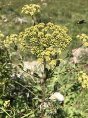 Heteromorpha pubescens