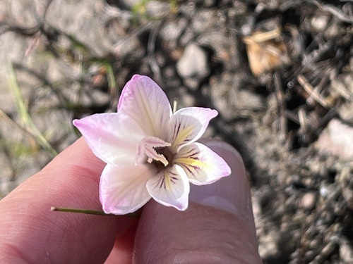 Image of Gladiolus trichonemifolius by (c) Charleen Brunke, some rights reserved (CC BY)