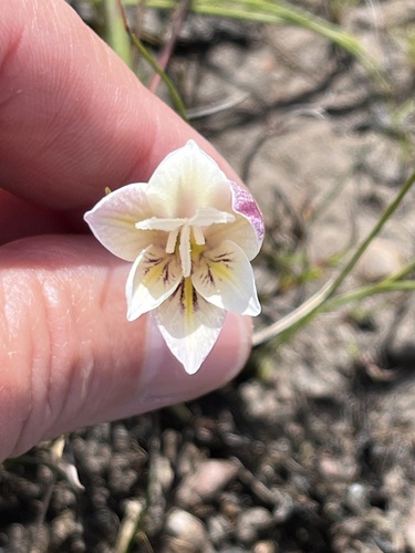 Image of Gladiolus trichonemifolius by (c) Charleen Brunke, some rights reserved (CC BY)