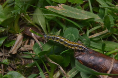 Uresiphita maorialis