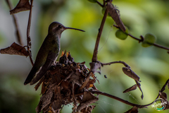 Cynanthus latirostris