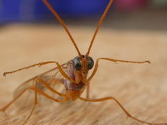 Enicospilus sausi