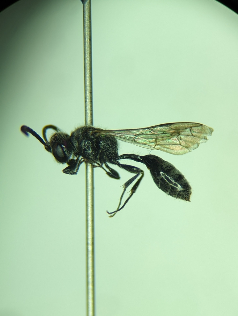 Mimumesa mixta