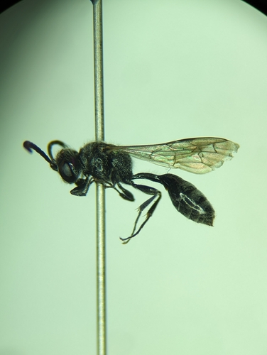 Mimumesa mixta