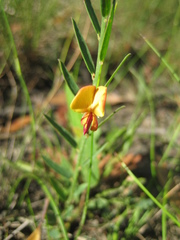 Bossiaea heterophylla