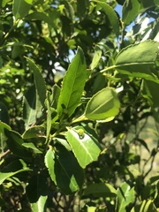 Maytenus peduncularis