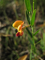 Bossiaea heterophylla