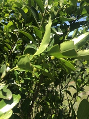 Maytenus peduncularis