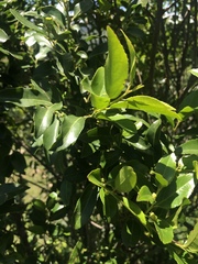 Maytenus peduncularis