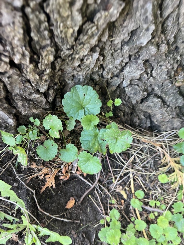 ground-ivy from Woodlawn Ave, Ann Arbor, MI, US on August 25, 2023 at ...