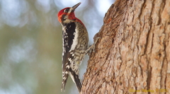 Sphyrapicus ruber × nuchalis