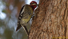 Sphyrapicus ruber × nuchalis