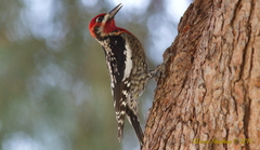 Sphyrapicus ruber × nuchalis