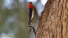 Sphyrapicus ruber × nuchalis