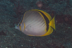 Chaetodon selene