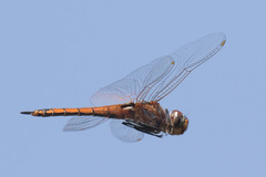 Tramea transmarina euryale