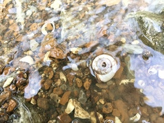 Planorbarius corneus