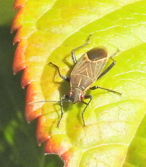 Boisea fulcrata fulcrata