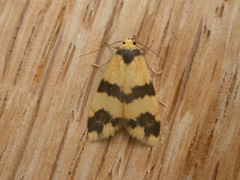 Thallarcha chrysochares