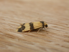 Thallarcha chrysochares