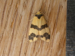 Thallarcha chrysochares