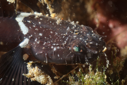 Andromeda Goby