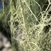 Pitted Beard Lichen - Photo (c) Samuel Brinker, some rights reserved (CC BY-NC), uploaded by Samuel Brinker