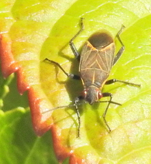 Boisea fulcrata fulcrata