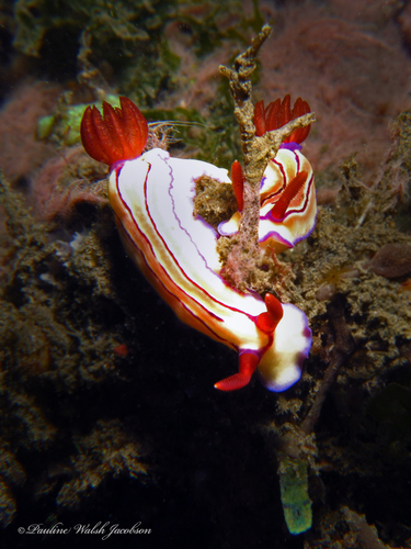 Triple-striped Split-tooth Dorid