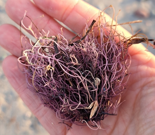 Ahnfeltia plicata observed 2023-08-25