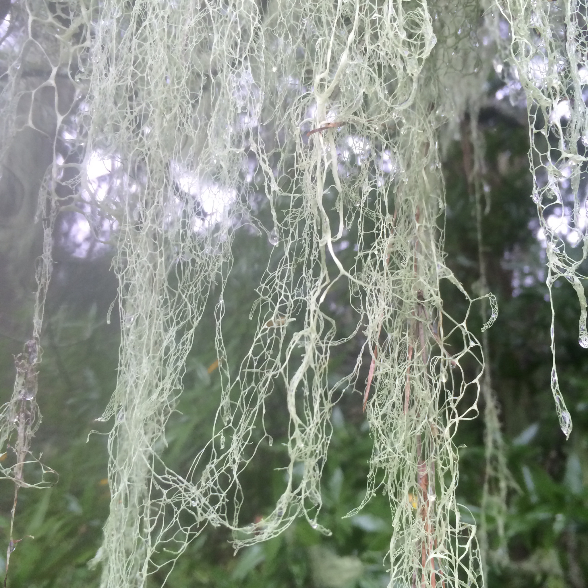 Ramalina image