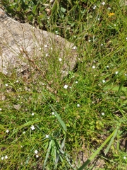 Oldenlandia herbacea